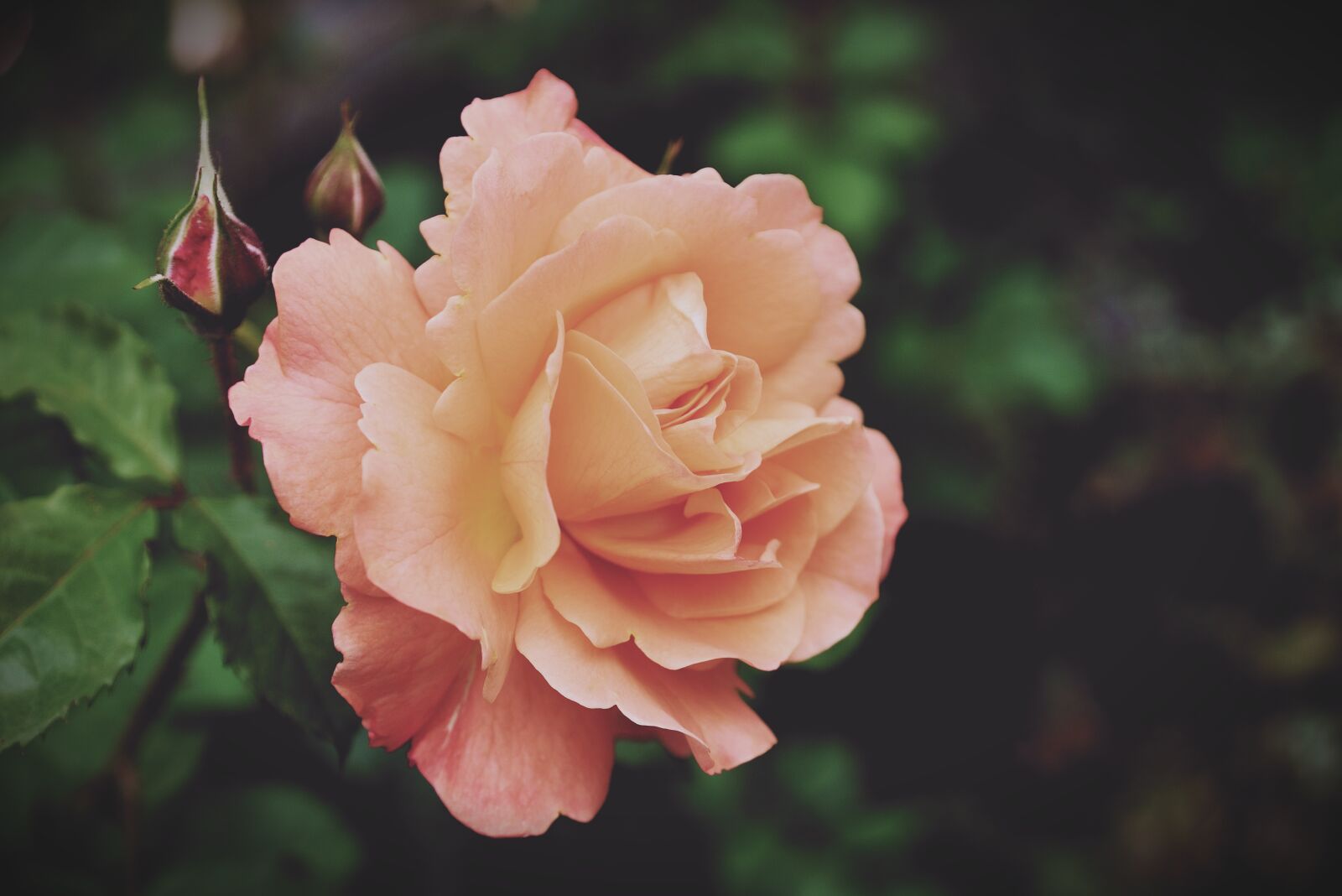 Nikon D610 sample photo. Roses, rose bloom, flowers photography