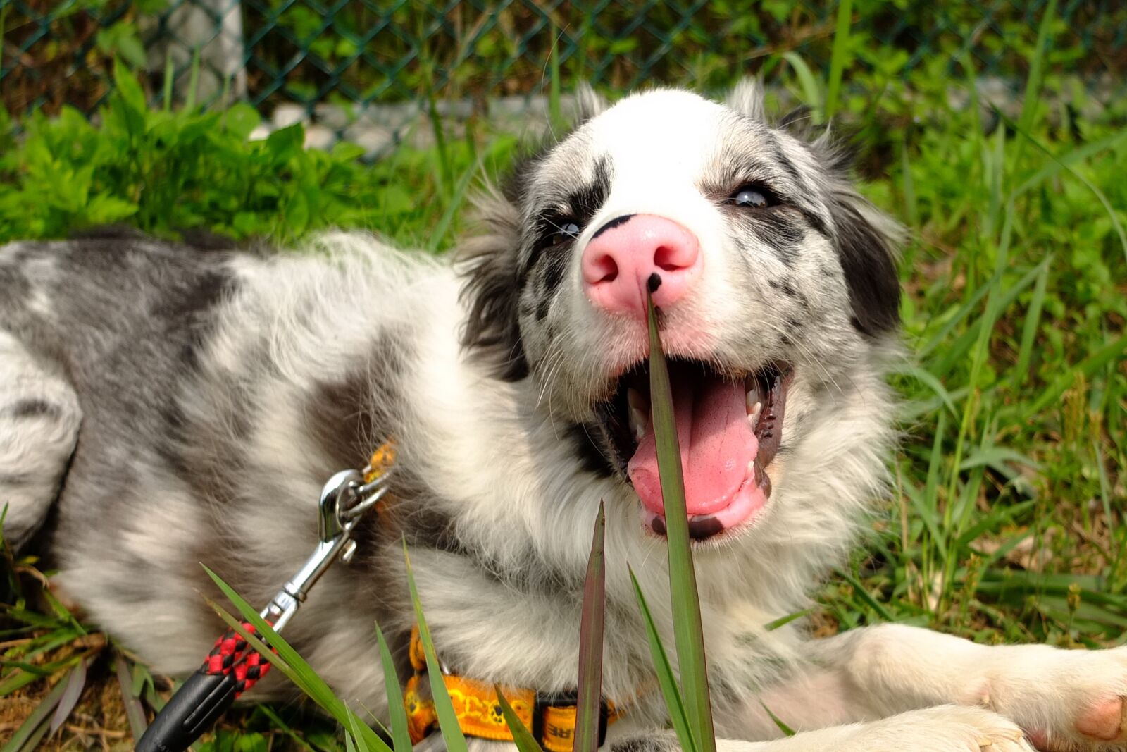 Fujifilm X10 sample photo. Dog, pet, shepherd photography