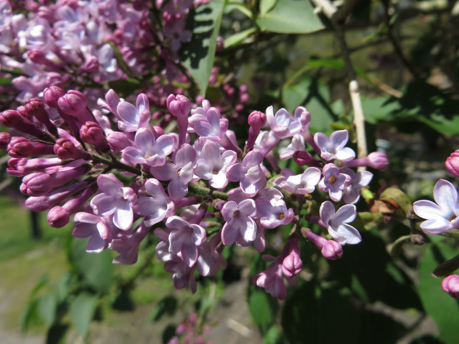 Canon PowerShot SX270 HS sample photo. Fleur, nature, printemps photography
