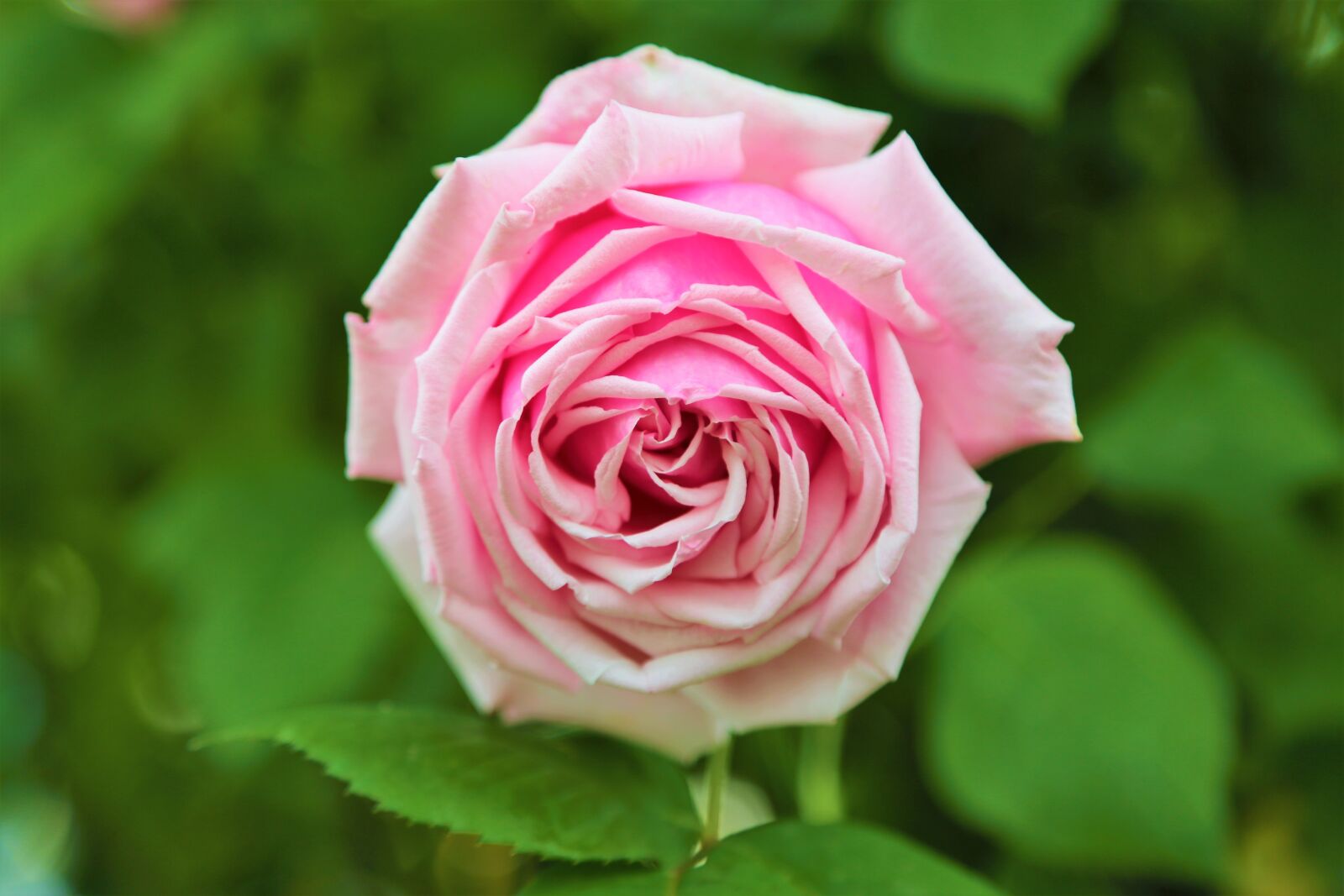 Canon EF 24-105mm F4L IS USM sample photo. Rose, roses, flower photography