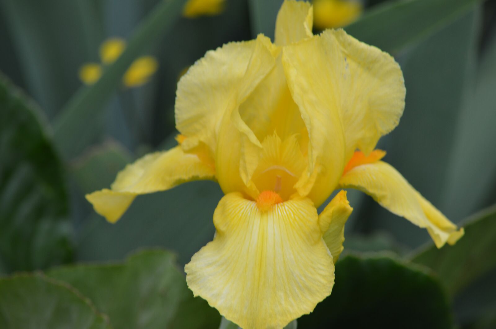 Nikon D3200 sample photo. Flower, iris, yellow photography