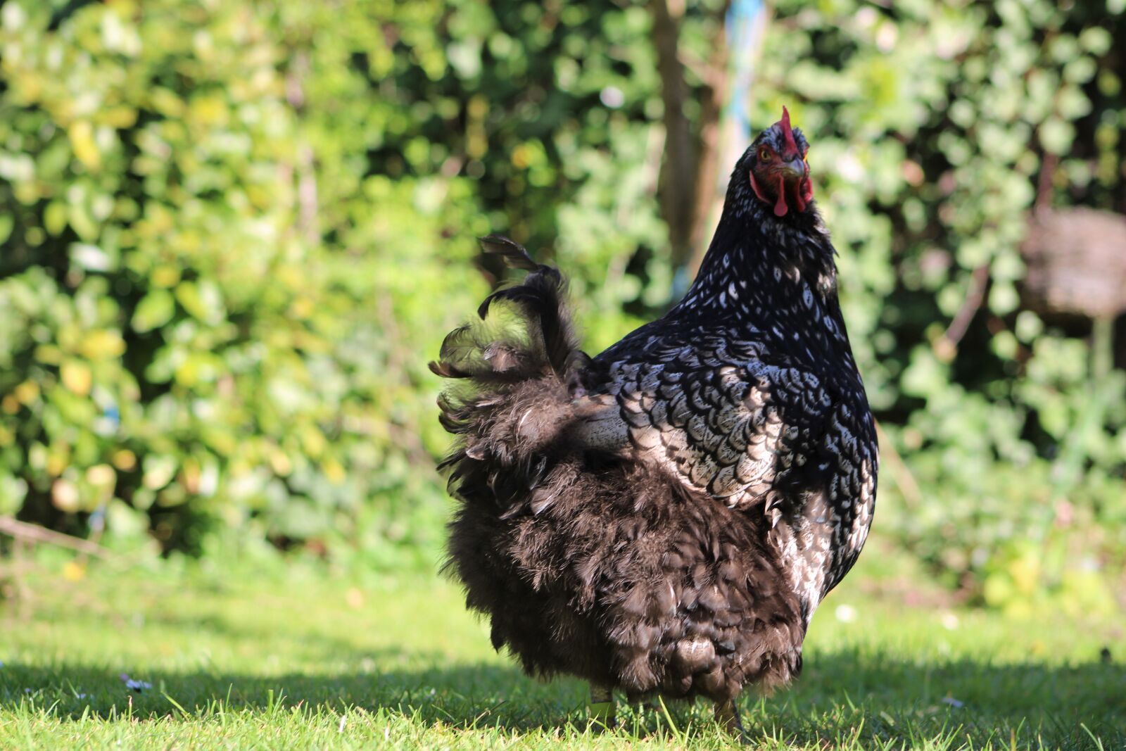 Canon EOS 2000D (EOS Rebel T7 / EOS Kiss X90 / EOS 1500D) sample photo. Chicken, hen, poultry photography