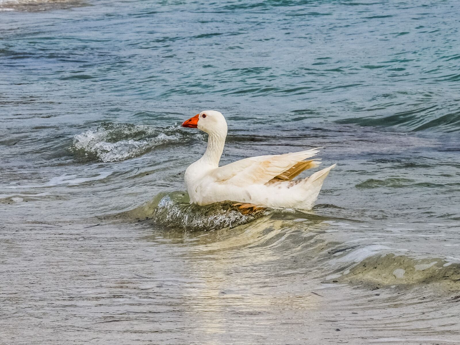 Nikon D3300 sample photo. Goose, swimming, sea photography