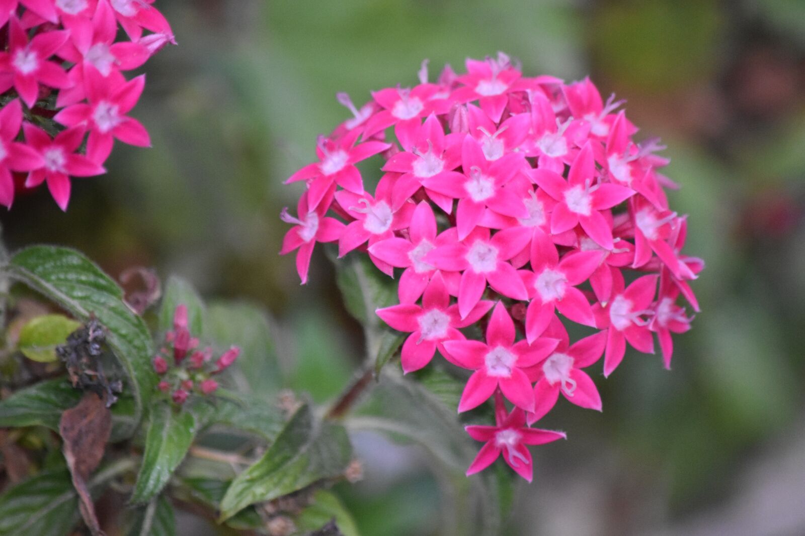 Nikon D3400 sample photo. Flower, pink, colorful photography