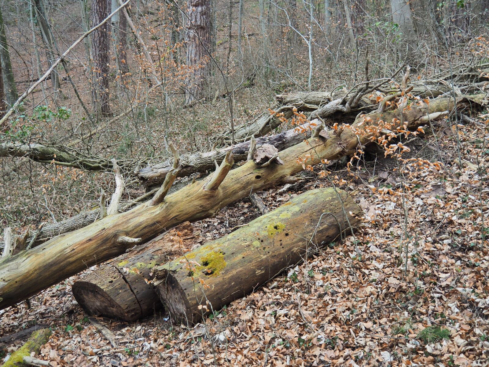 Olympus OM-D E-M5 II sample photo. Dead wood, wood, morsch photography