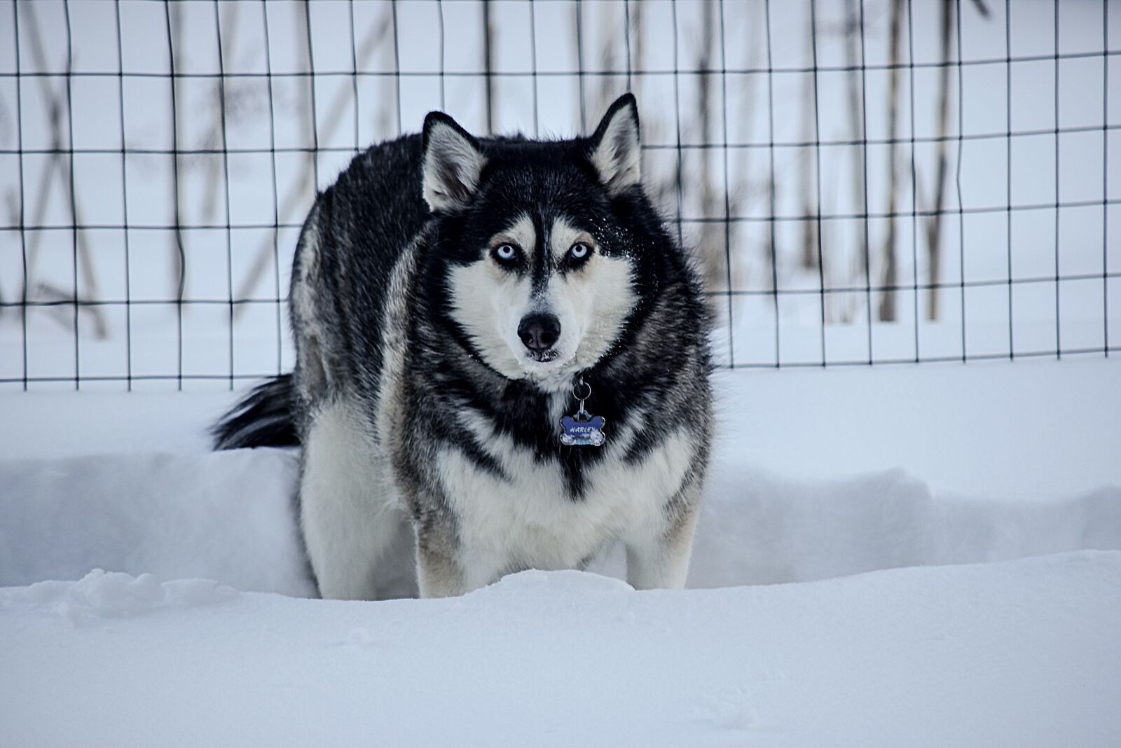Nikon D5300 sample photo. Husky, winter, dog photography