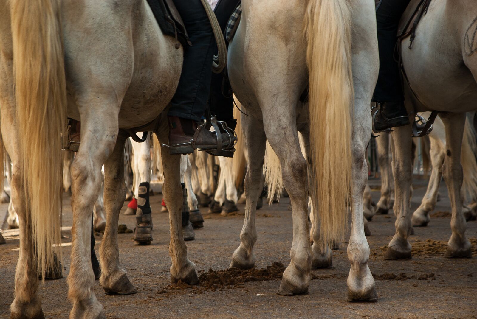 Pentax K10D sample photo. Camargue, horses, race photography