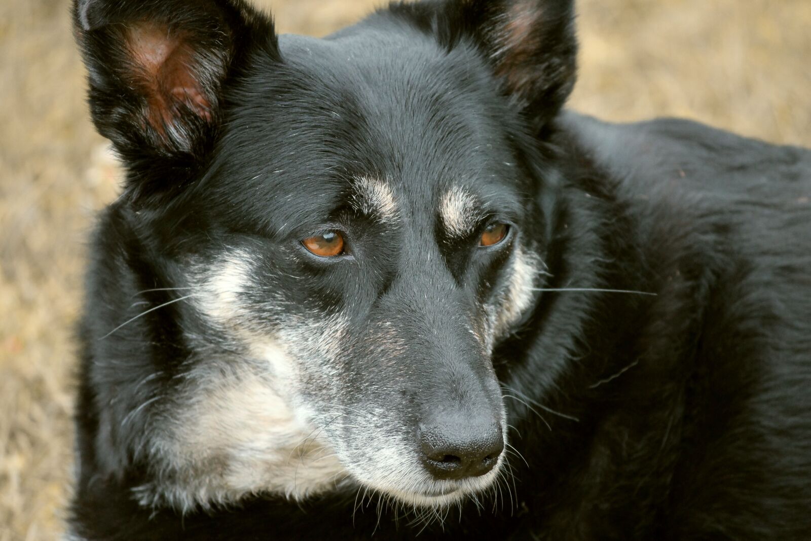 Canon EOS 1100D (EOS Rebel T3 / EOS Kiss X50) sample photo. Dog, hybrid, male photography