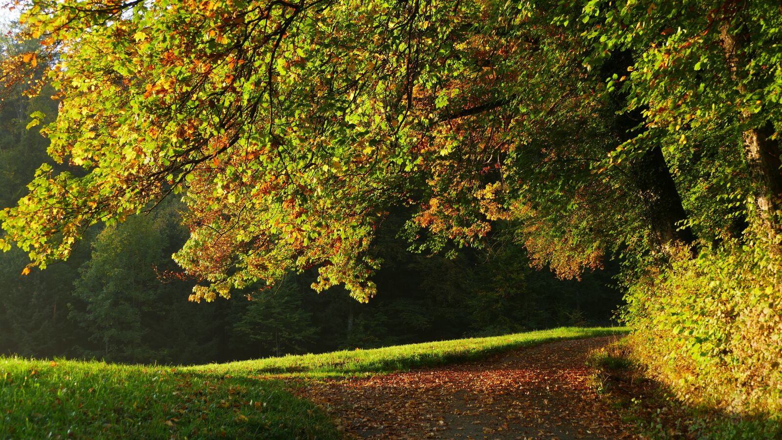 Panasonic Lumix DMC-FZ1000 sample photo. Landscape, autumn, nature photography