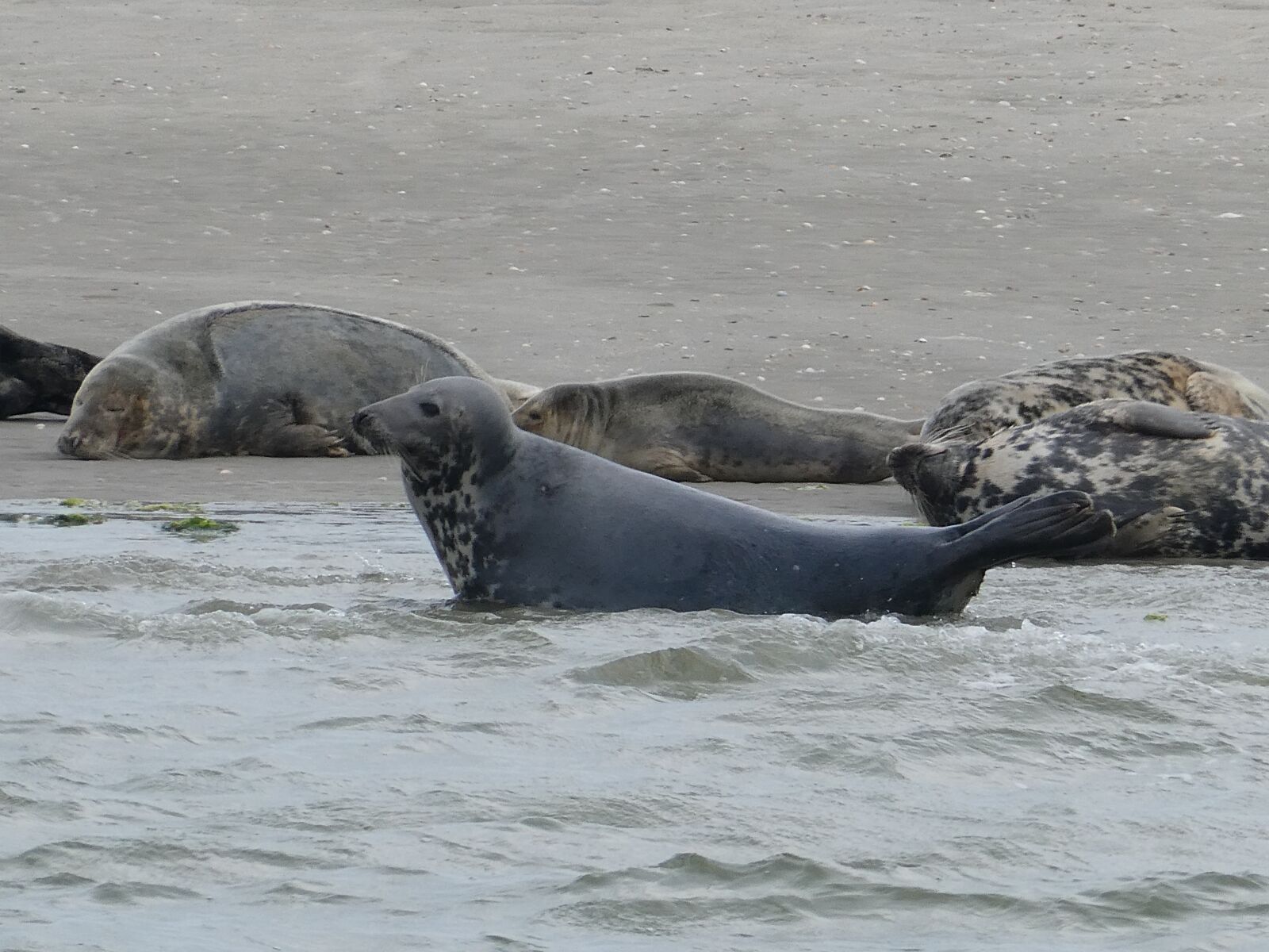 Panasonic DC-TZ91 sample photo. Sea lion, sea, beach photography