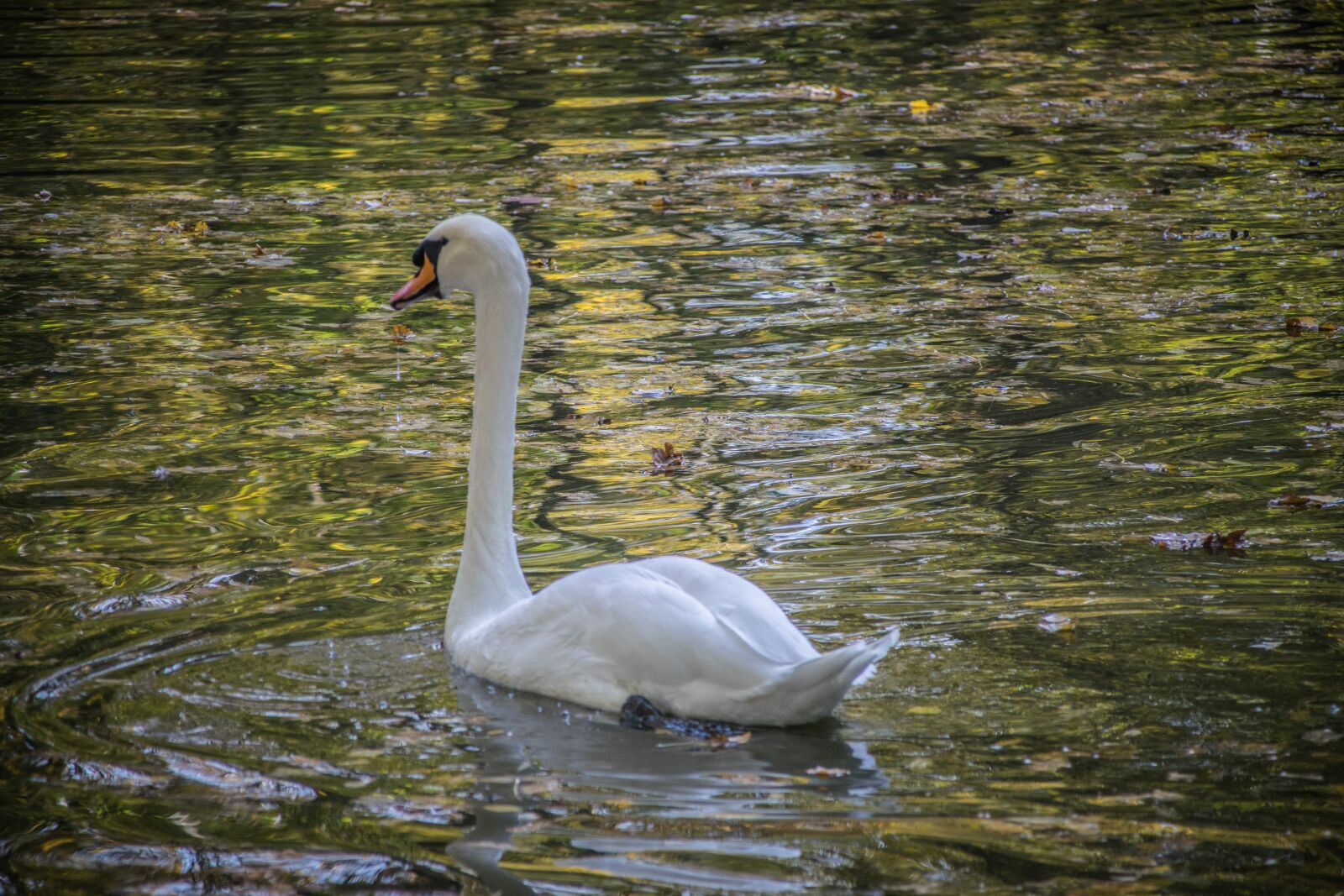 Nikon D5300 sample photo. Swan, surface, water photography