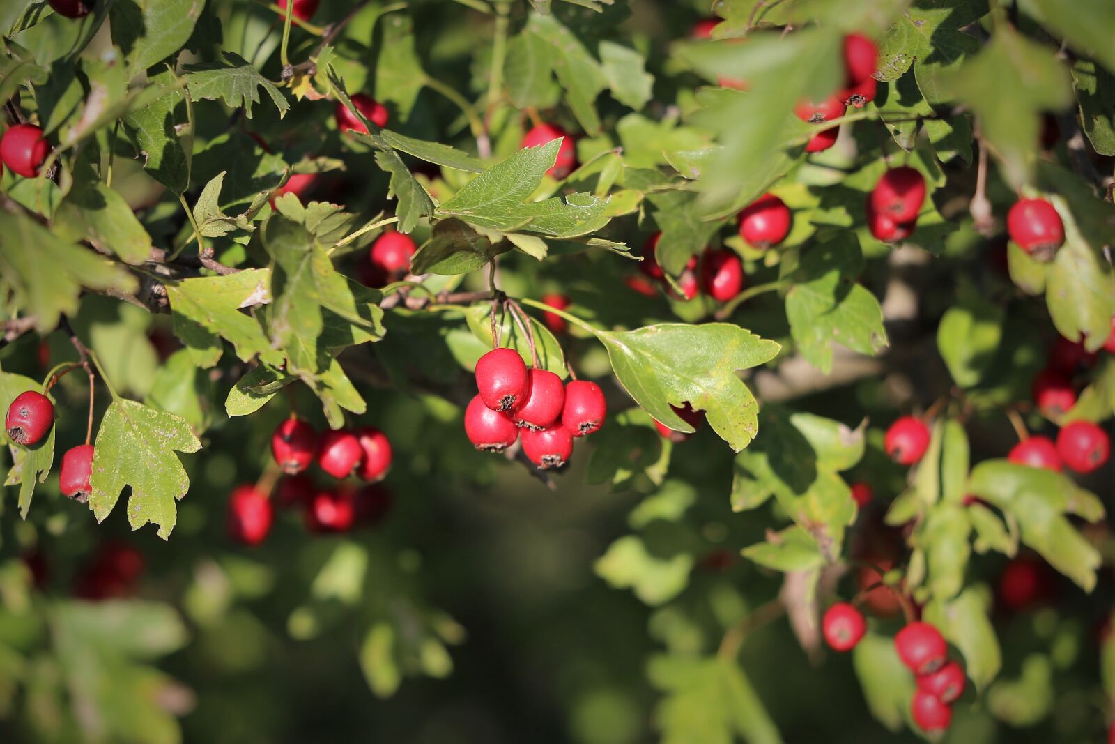 Canon EOS 6D sample photo. Hawthorn, berries, tree photography