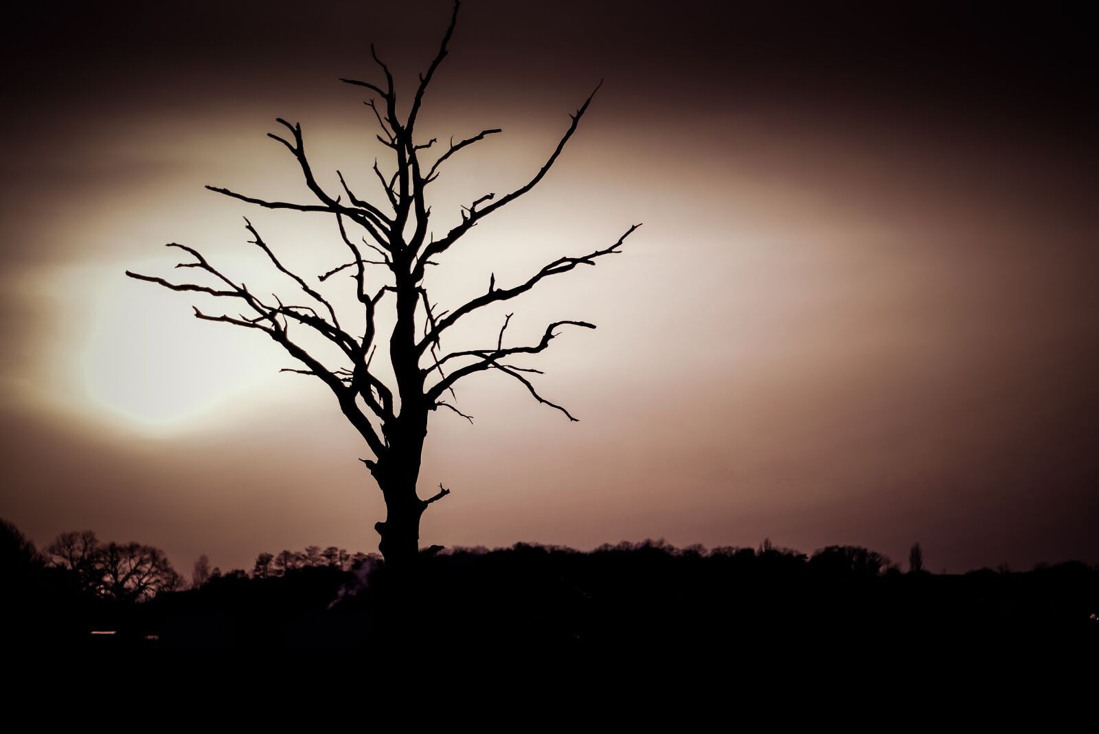 Pentax K-S2 sample photo. Tree, dry, the silhouette photography