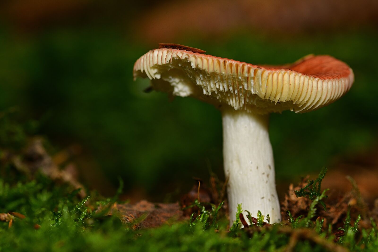 Nikon D5200 sample photo. Nature, forest, mushroom photography