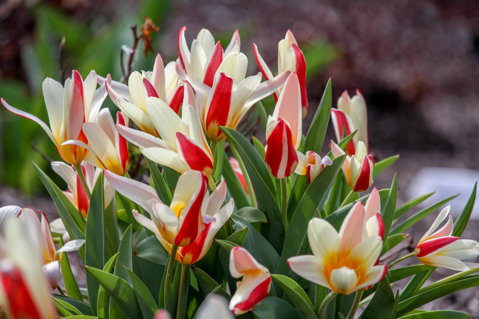 Canon EOS 700D (EOS Rebel T5i / EOS Kiss X7i) sample photo. Nature, flower, tulip photography