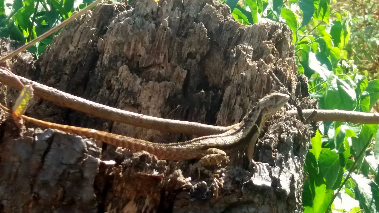 Samsung Galaxy J5 sample photo. Paisaje, naturaleza, reptil photography