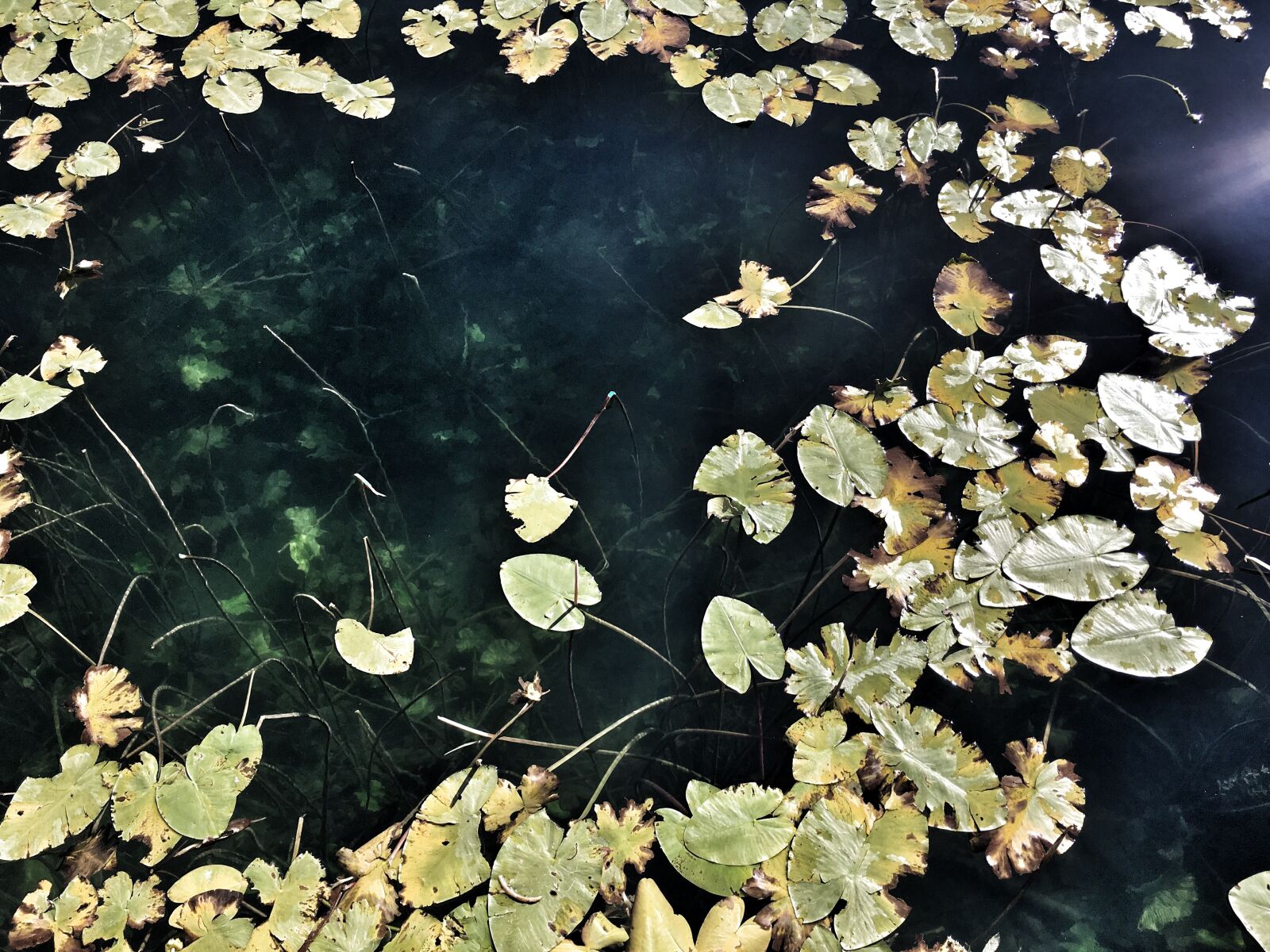 Apple iPhone 6s sample photo. Autumn, lake abant, leaves photography