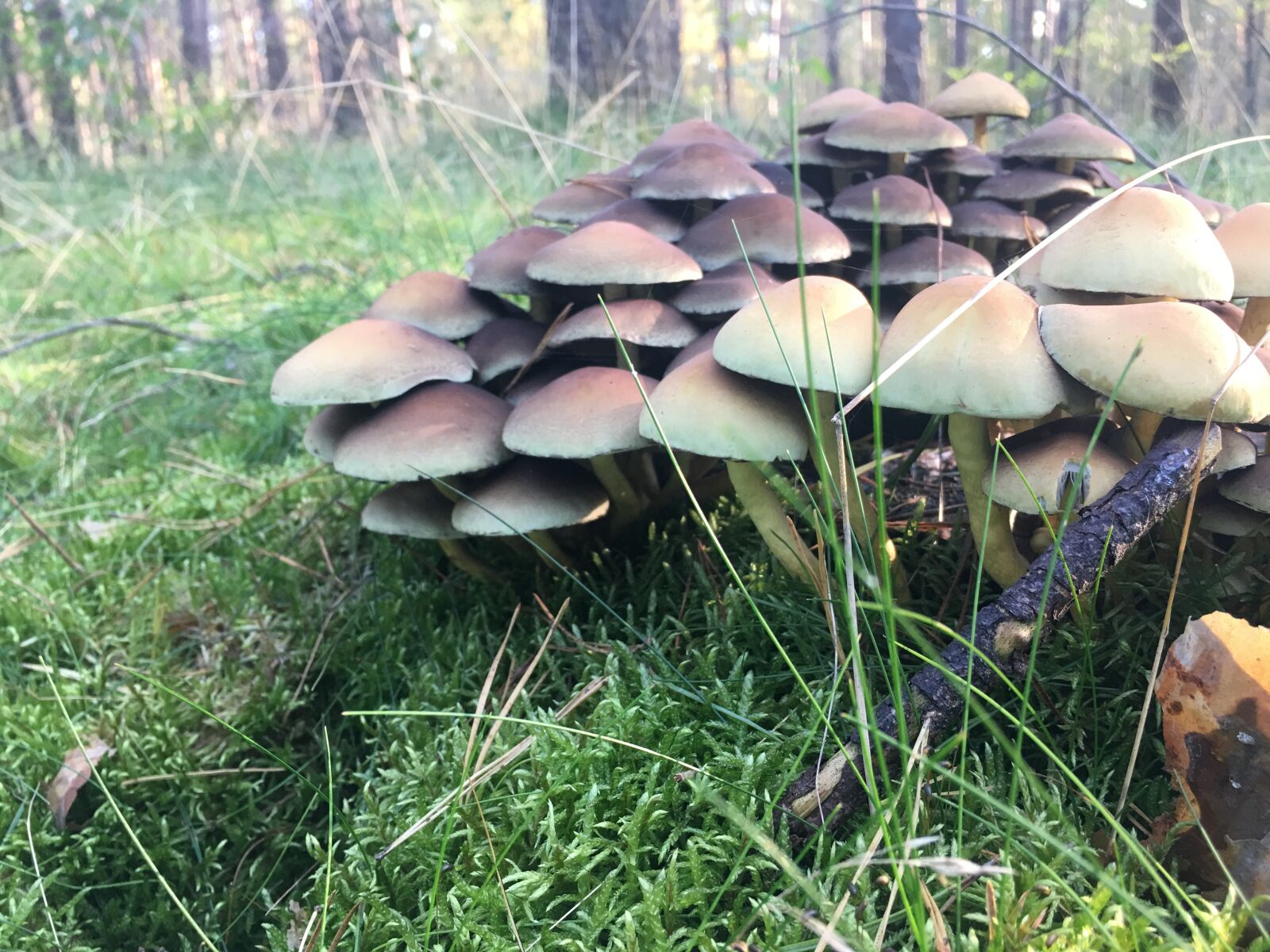 Apple iPhone 6s Plus sample photo. Mushroom, mushrooms, trujace photography