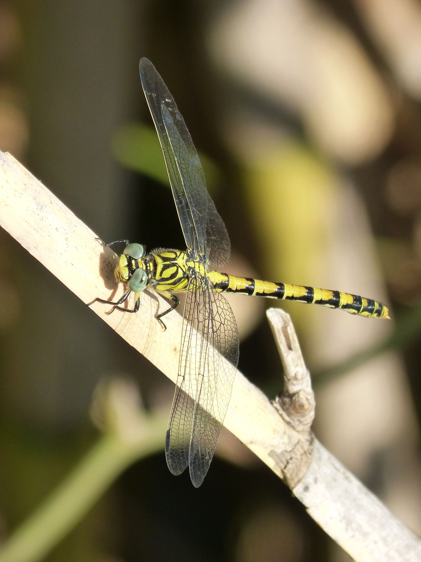 Panasonic DMC-FZ62 sample photo. Dragonfly, i tiger, yellow photography