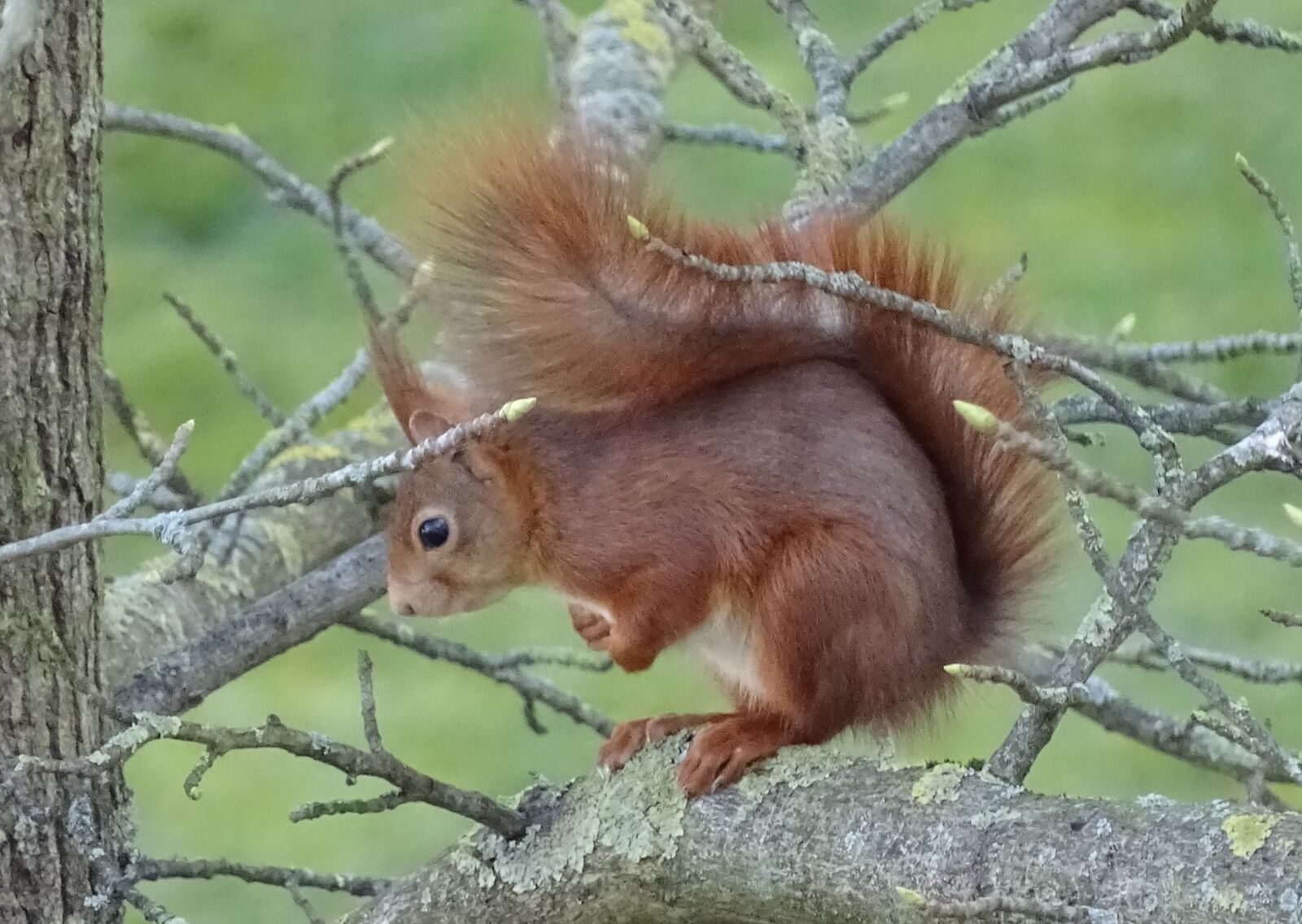 Sony Cyber-shot DSC-HX400V sample photo. Rodent, nager, squirrel photography