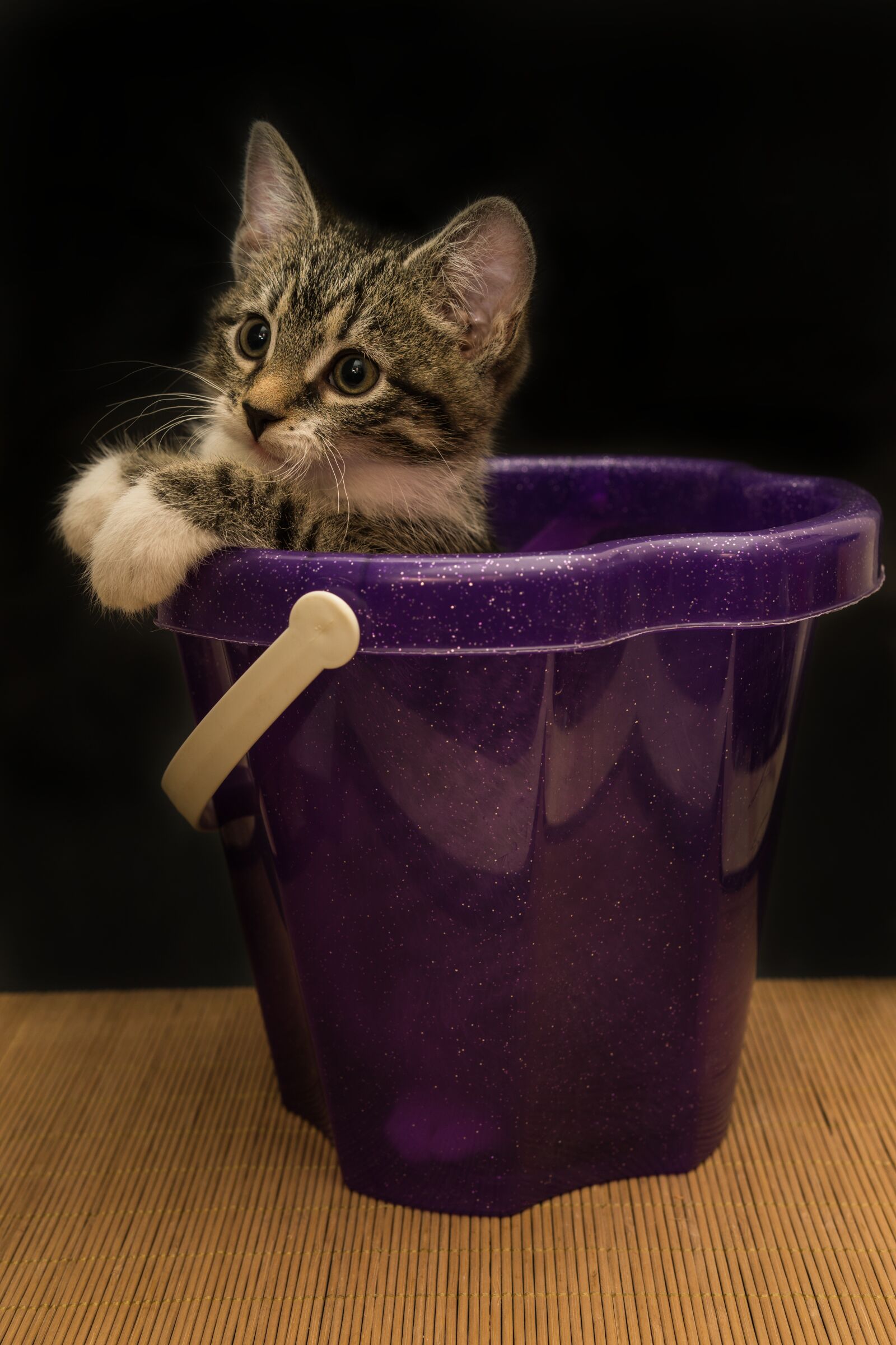 30mm F1.4 DC DN | Contemporary 016 sample photo. Cat, small, mackerel photography