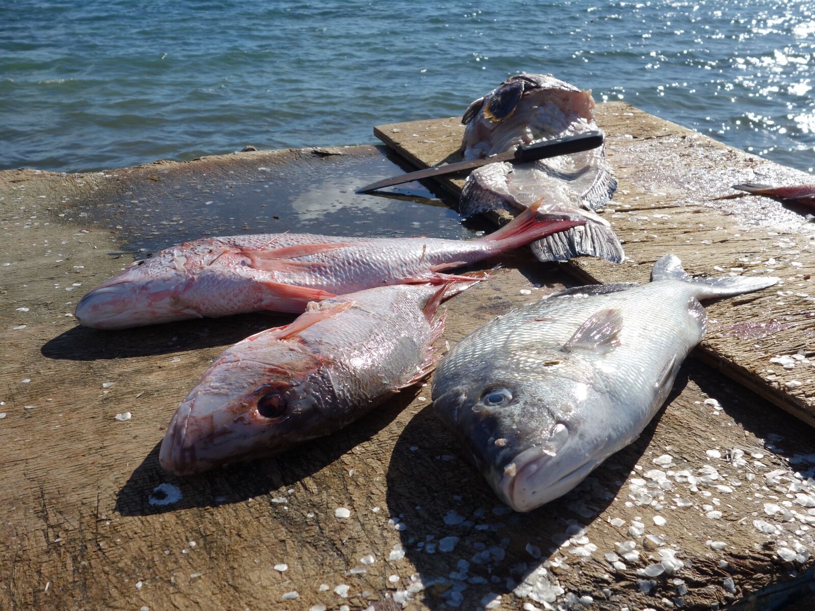 Sony Cyber-shot DSC-RX100 sample photo. Sea, nature, fish photography