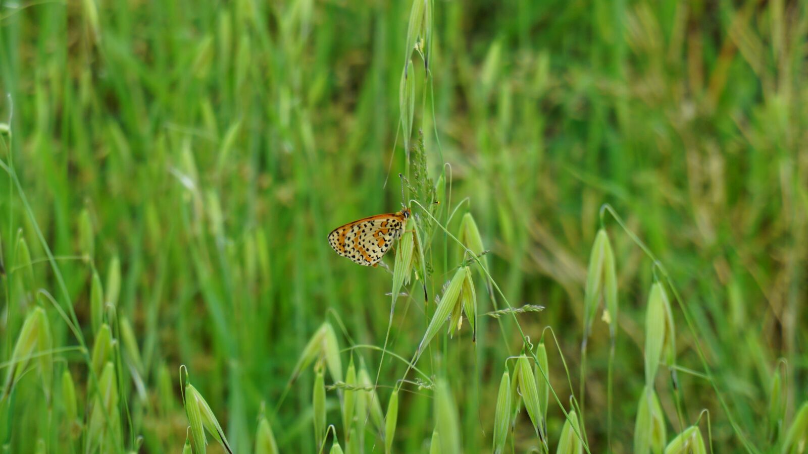 Sony a6000 sample photo. Butterfly, prato, spring photography
