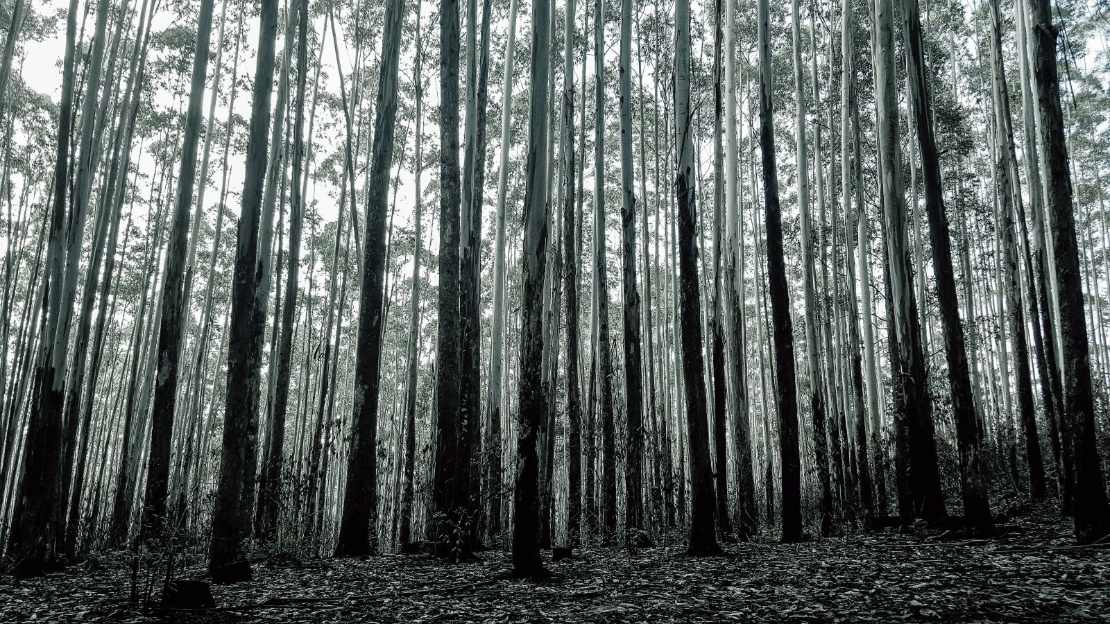 Samsung Galaxy Note5 sample photo. Background, forest, forest background photography