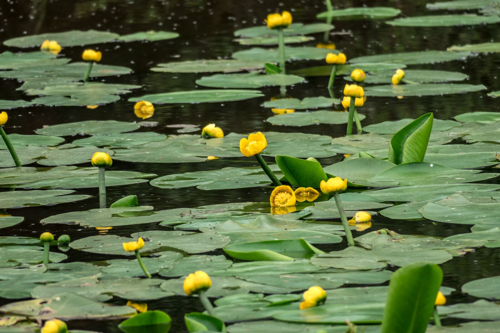Canon PowerShot G3 X sample photo. Nuphar, water lilies, pond photography