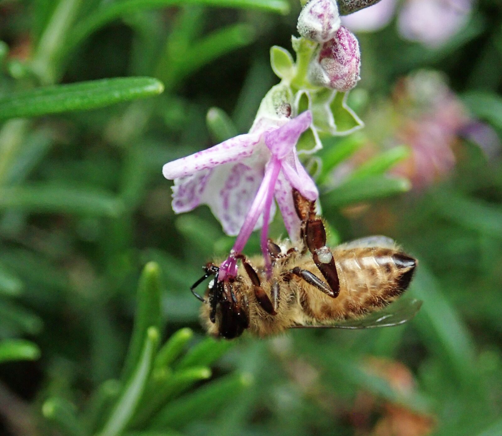 Olympus TG-5 sample photo. Bee, insect, pollen photography