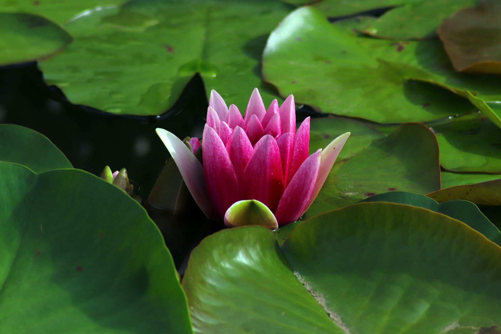 Canon EOS 77D (EOS 9000D / EOS 770D) sample photo. Flower, nature, plant photography