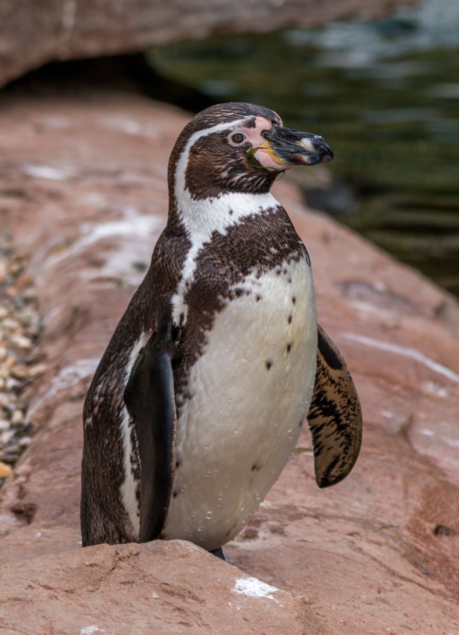 150-600mm F5-6.3 DG OS HSM | Contemporary 015 sample photo. Humboldt penguin, penguin, water photography
