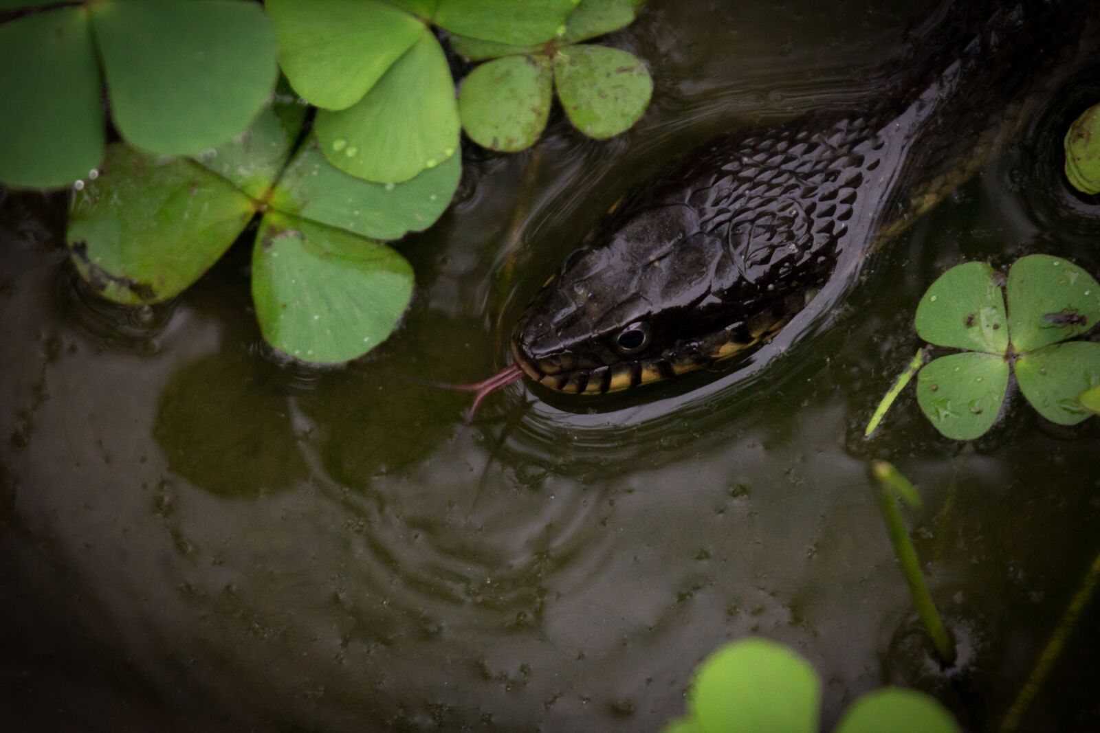 Canon EOS 600D (Rebel EOS T3i / EOS Kiss X5) + Canon EF 100-400mm F4.5-5.6L IS USM sample photo. Snake, water, pond photography