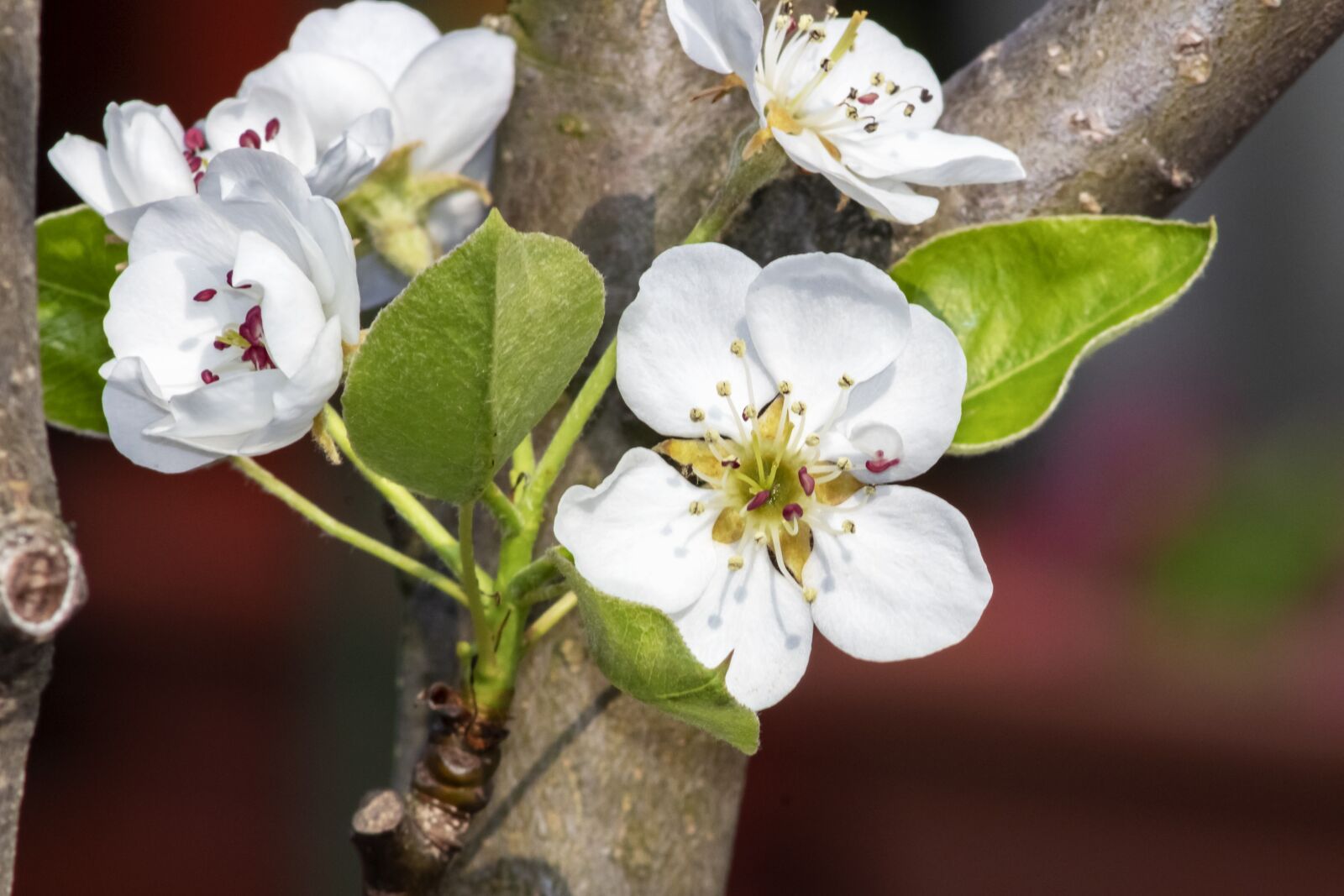 Canon EF75-300mm f/4-5.6 sample photo. Pear, pear tree, k photography