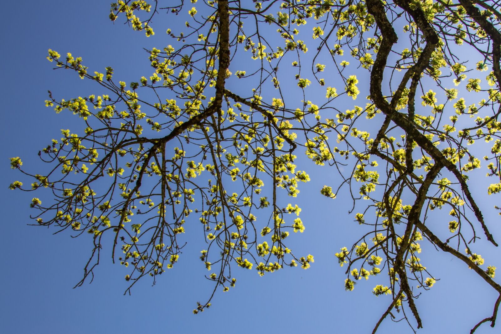 Canon EOS 7D sample photo. Leaves, ash, backlighting photography