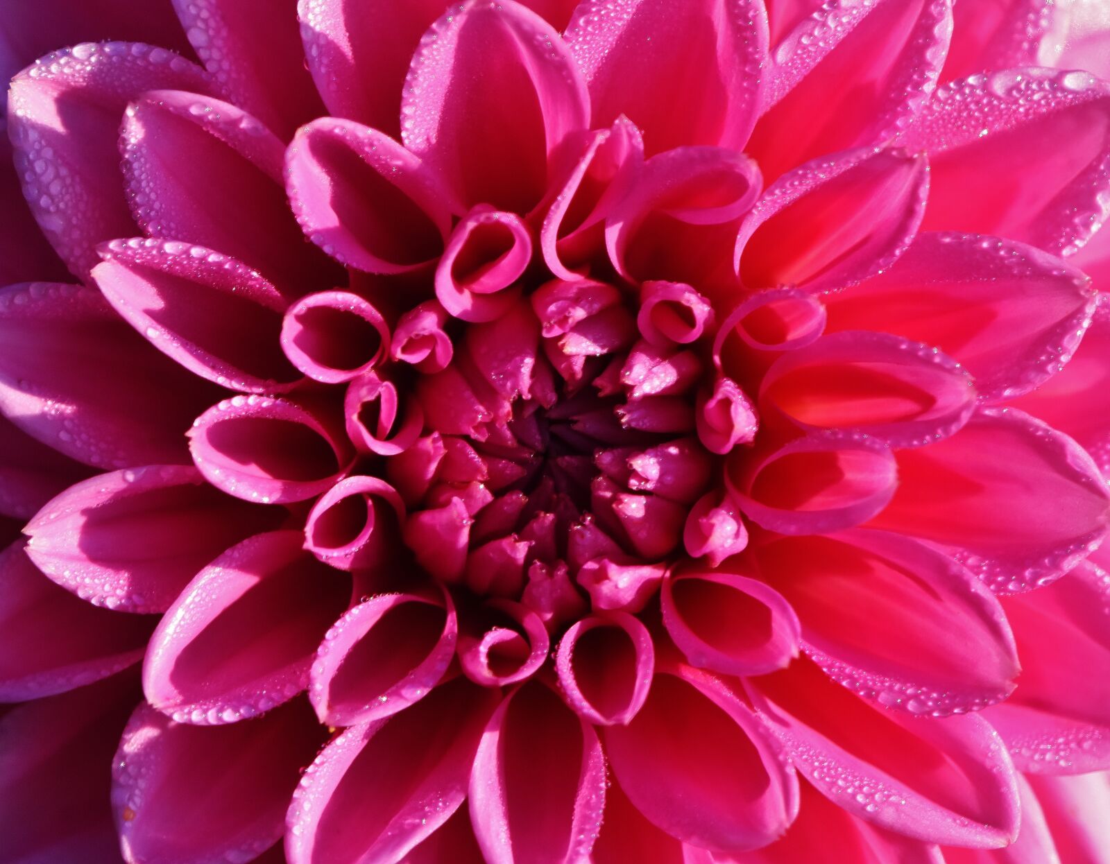 Nikon D7200 sample photo. Dahlia, dahlias, autumn photography