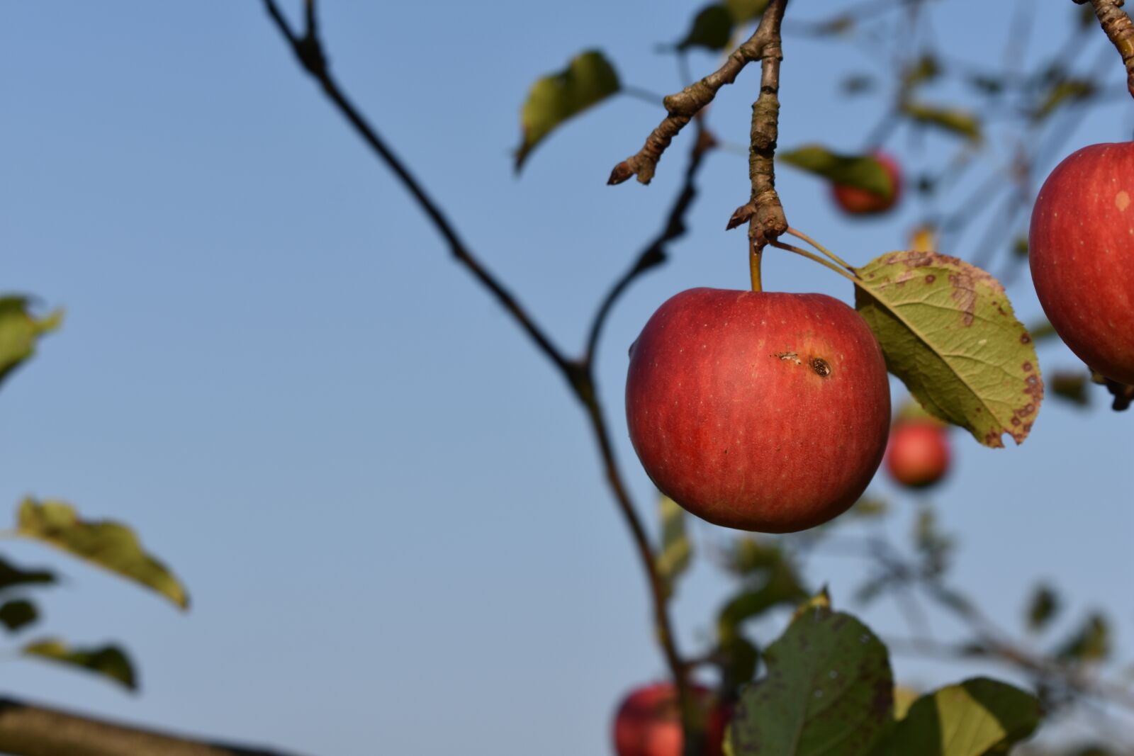 Nikon D3400 sample photo. Apple, autumn, fruit photography