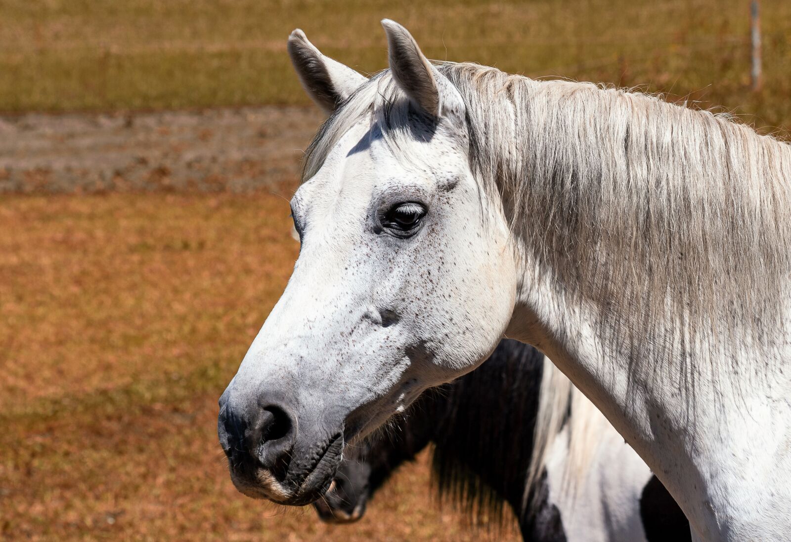 Canon EF 70-300mm F4-5.6 IS USM sample photo. Horse, mammal, animal photography