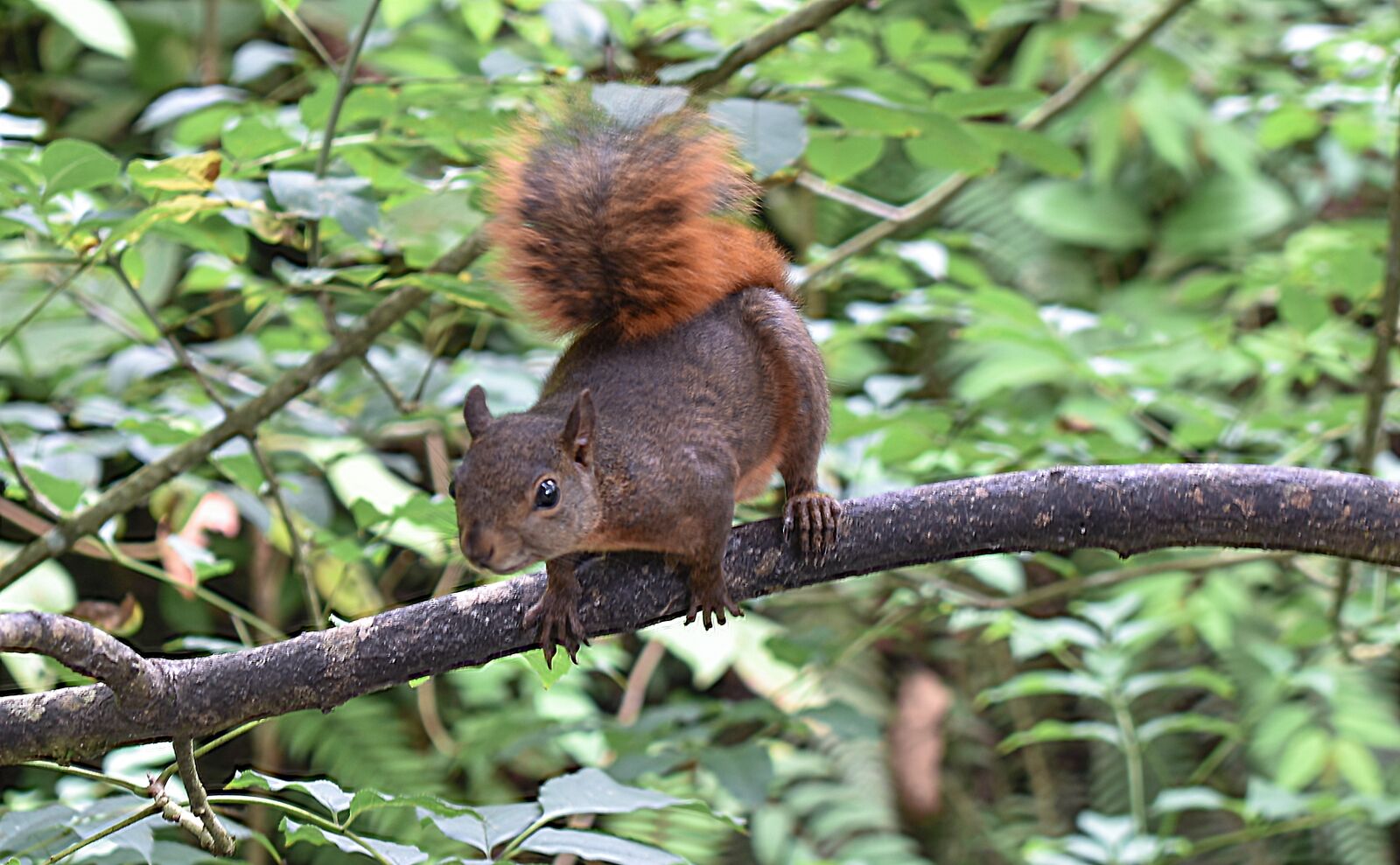Nikon D5500 sample photo. Wild squirrel from buga photography
