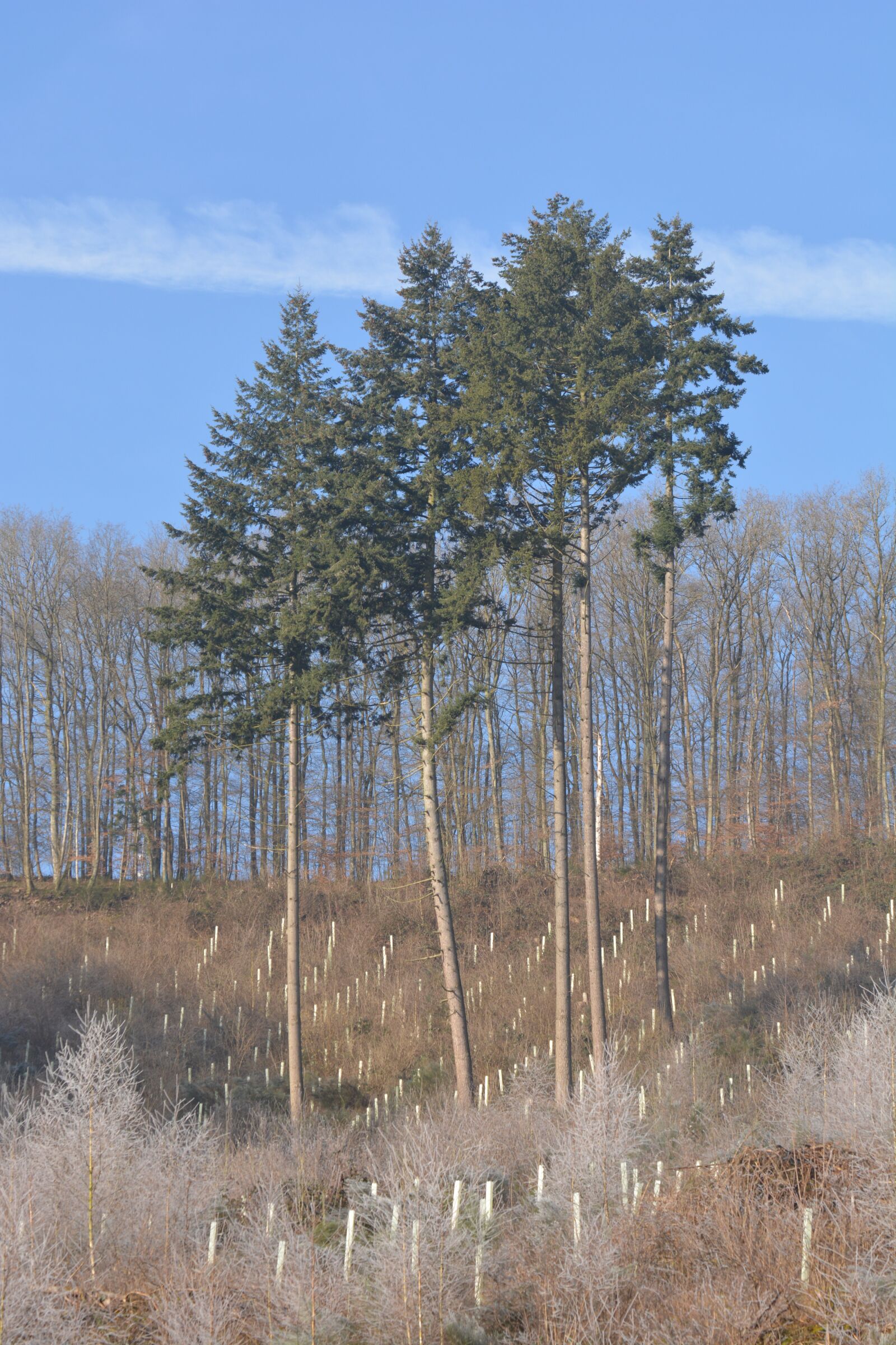 Nikon D5200 sample photo. Nature, trees, birch photography