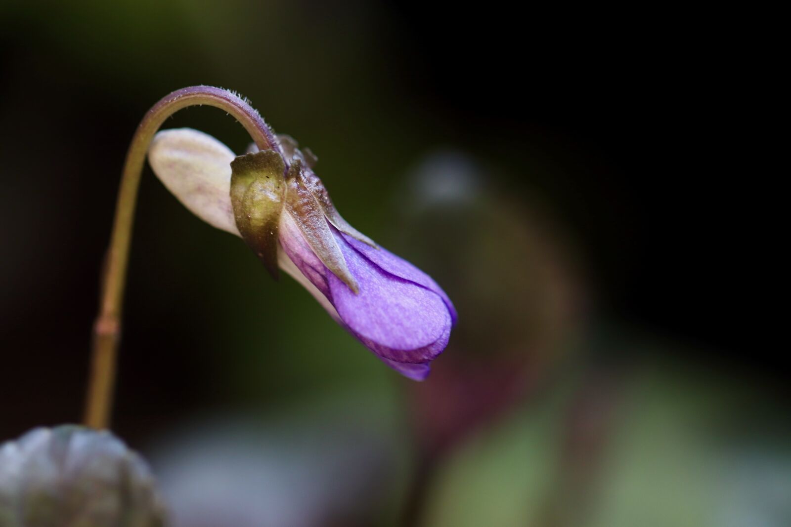 Canon EOS 800D (EOS Rebel T7i / EOS Kiss X9i) sample photo. Violet, bud, purple photography