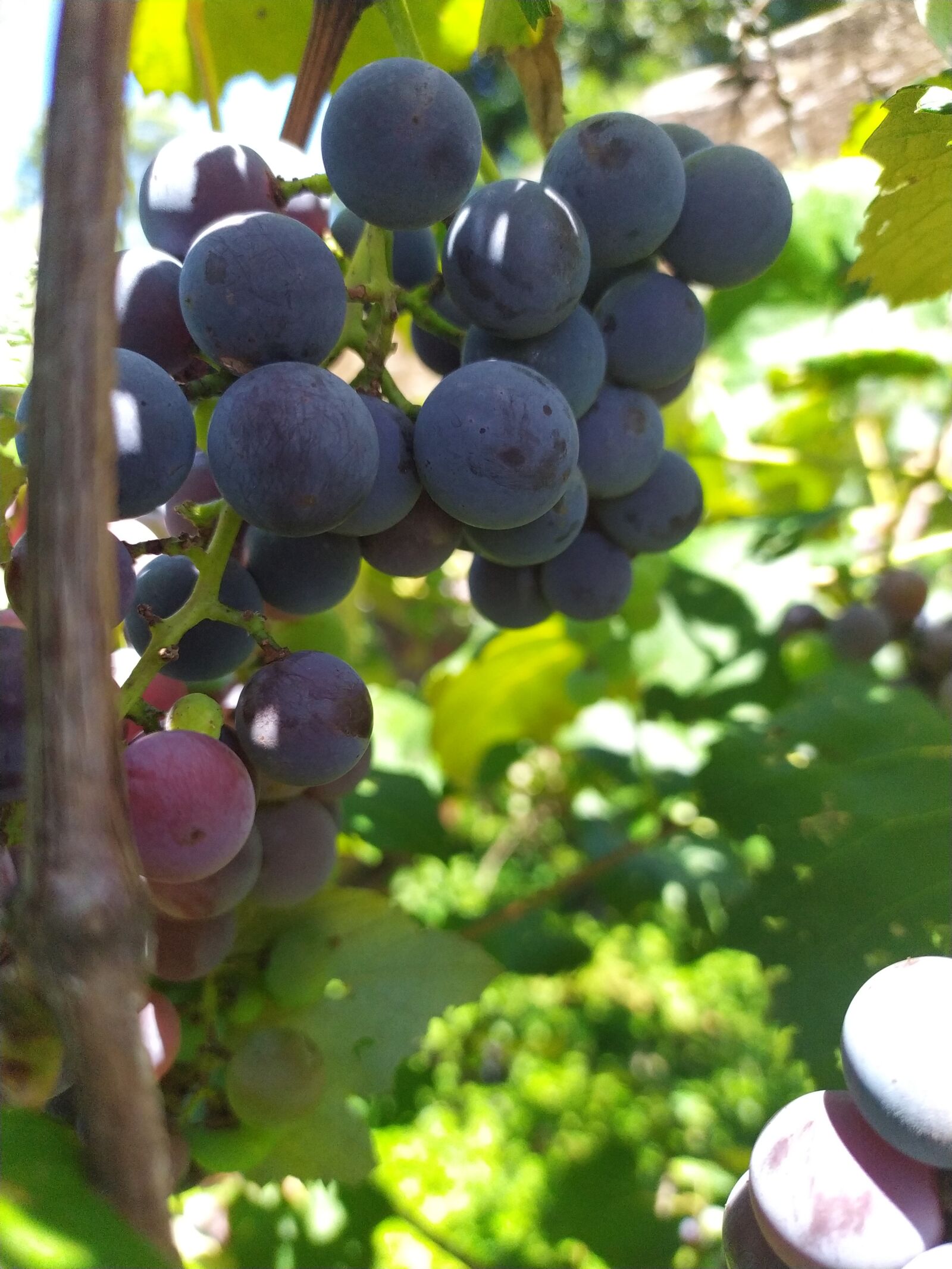 Xiaomi Redmi Note 7 sample photo. Grape, food, fruit photography