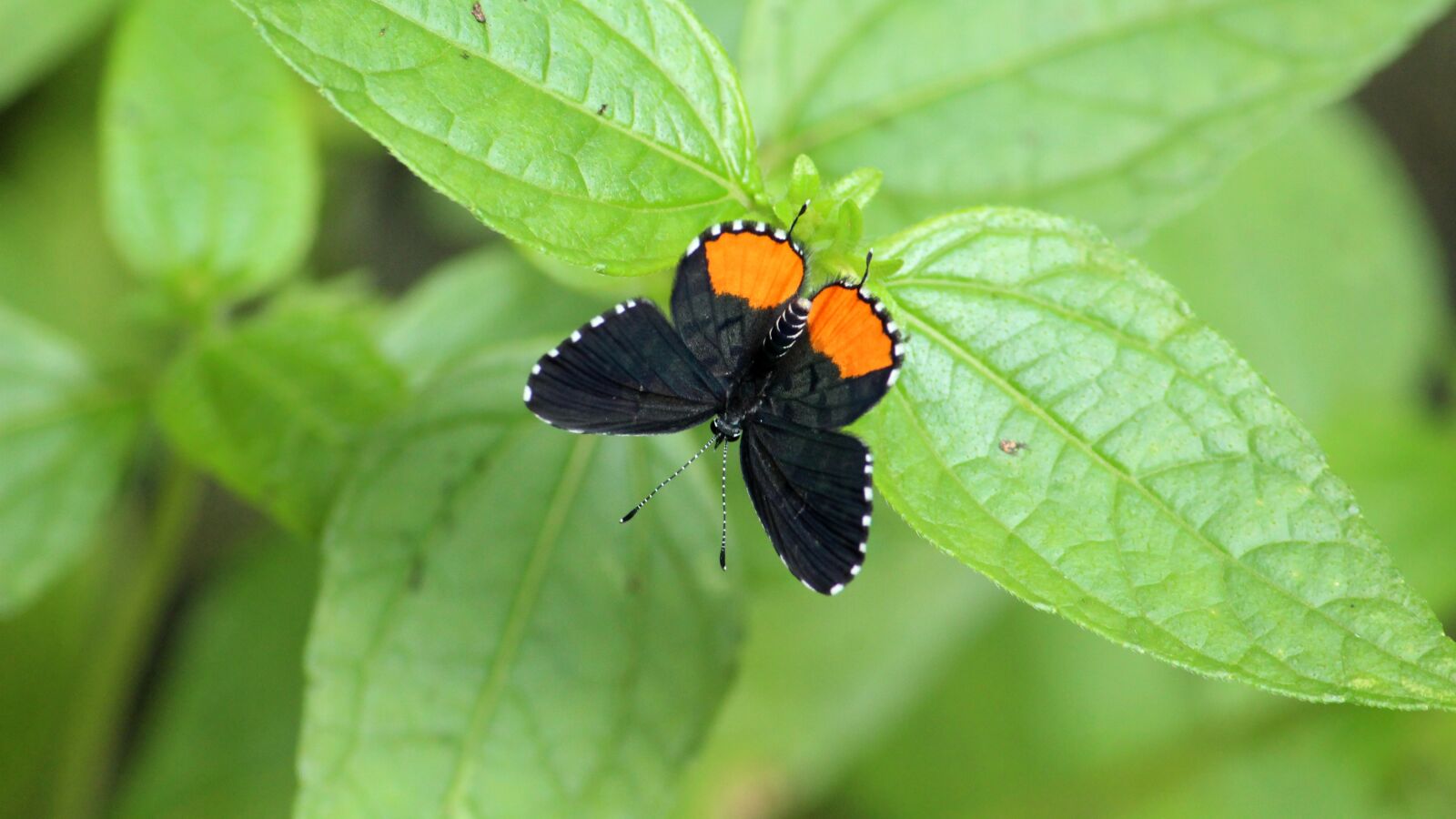 Canon EOS 1300D (EOS Rebel T6 / EOS Kiss X80) sample photo. Butterfly, beautiful, insect photography