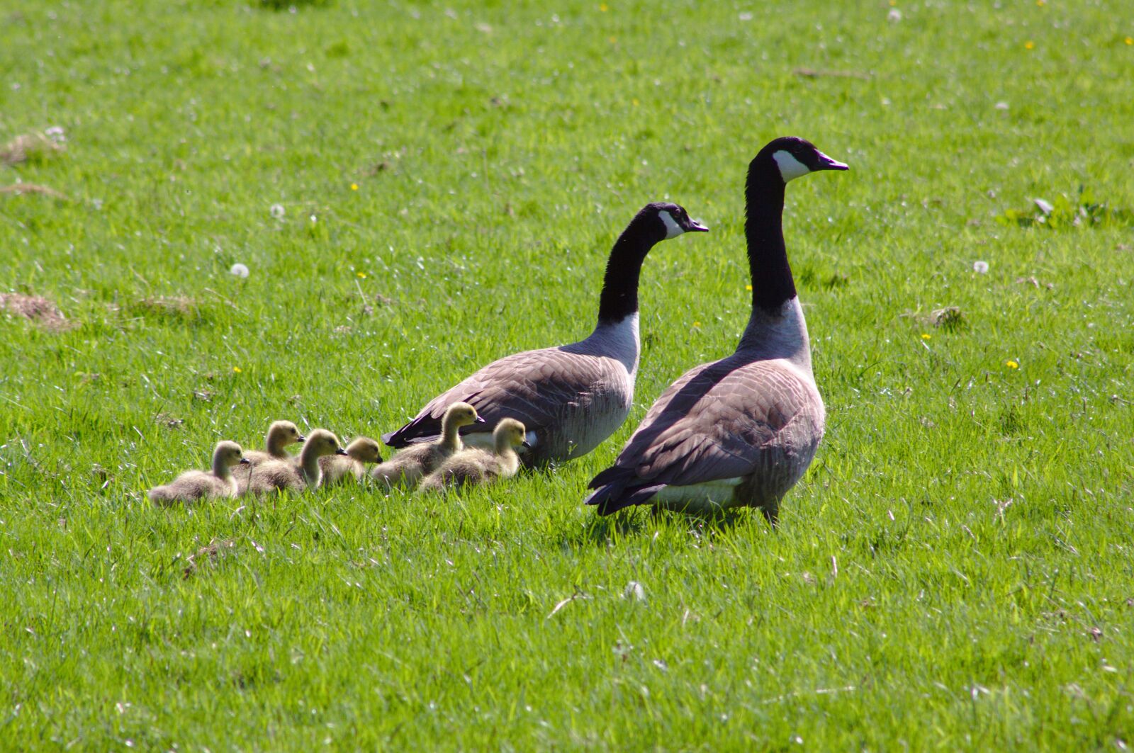 Canon EOS 50D sample photo. Canada goose, branta, canadensis photography