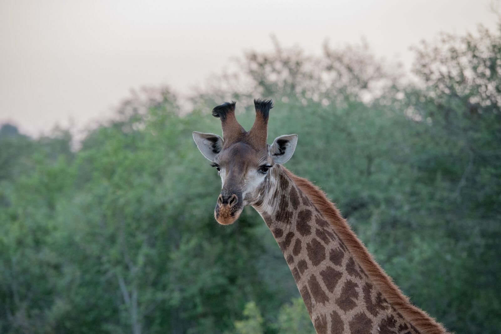 Nikon D750 sample photo. Animal, close-up, giraffe photography