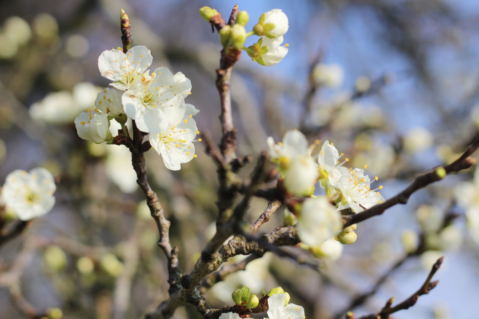 Canon EOS 1300D (EOS Rebel T6 / EOS Kiss X80) + Canon EF 50mm F1.8 STM sample photo. Spring, spring blossom, damson photography