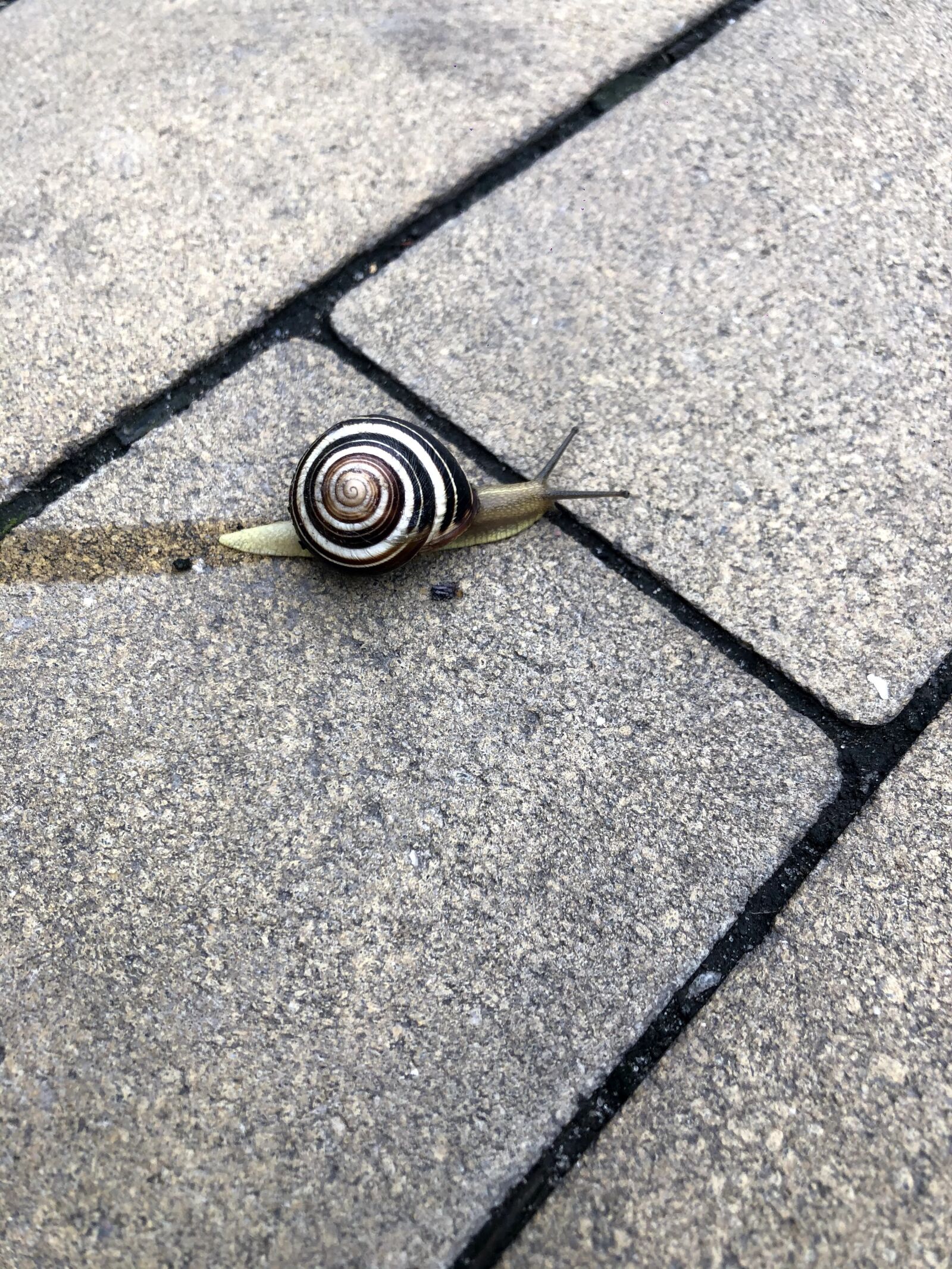 iPhone 8 back camera 3.99mm f/1.8 sample photo. Snail, graphic, black-and-white photography