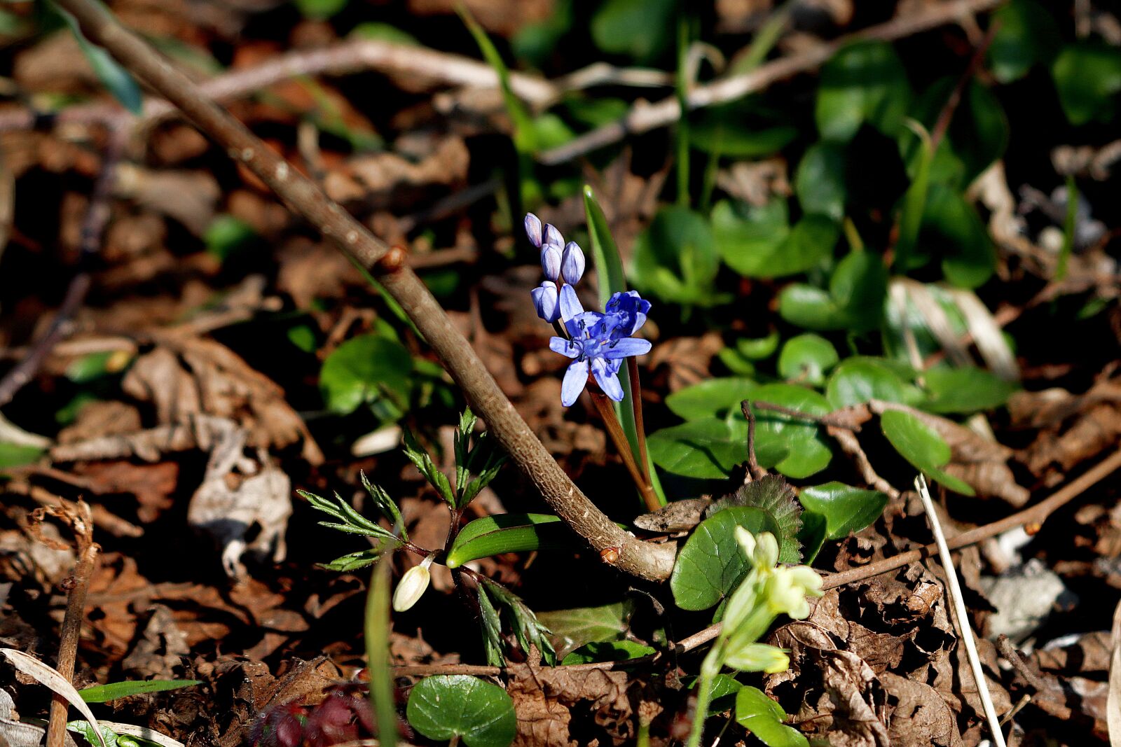 Canon EOS 77D (EOS 9000D / EOS 770D) + Canon EF 28-105mm f/3.5-4.5 USM sample photo. Hyacinth, spring, spring flower photography