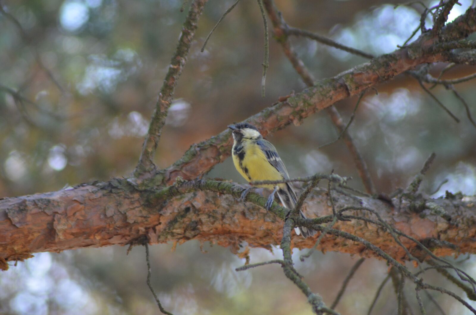 Nikon D5100 sample photo. Bird, tit, coal photography