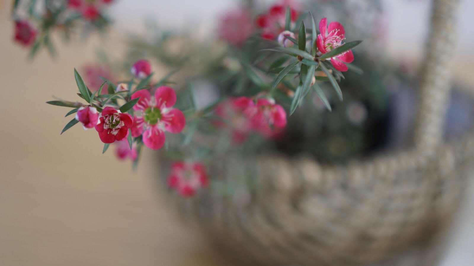 Sony a6500 sample photo. Spring flowers, small pots photography